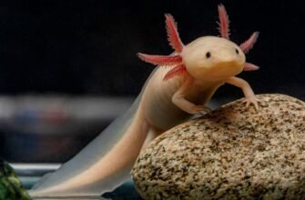 Аксолотль: Особливості