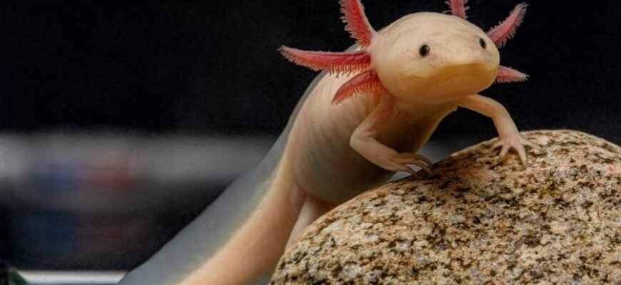 Аксолотль: Особливості