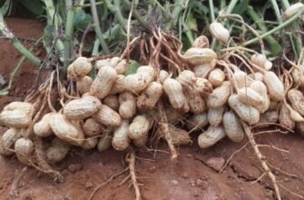 Усе про арахіс: користь