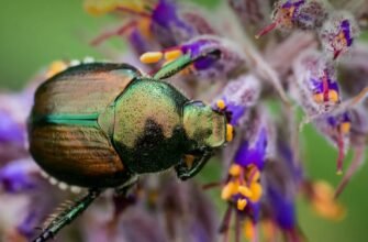 Аутекологія: визначення