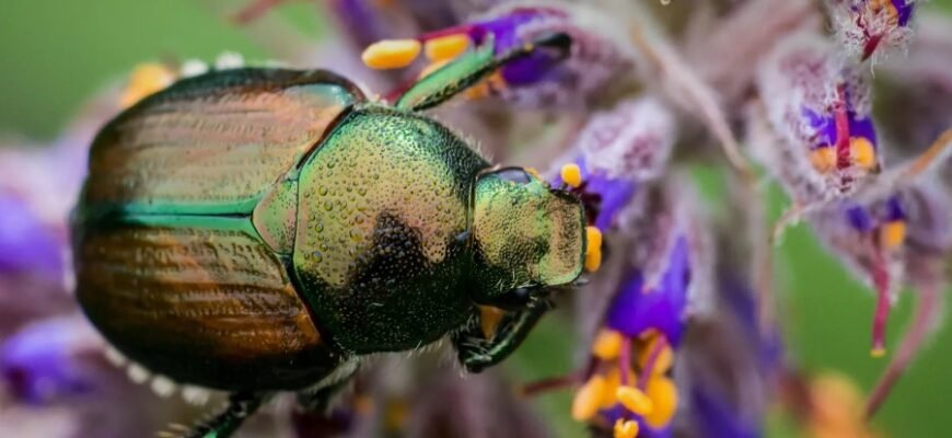 Аутекологія: визначення