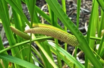 Що таке аїр: корисні властивості