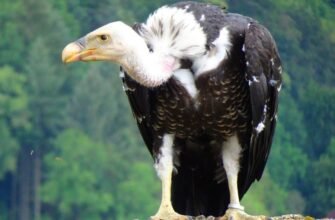 Що таке гриф: визначення