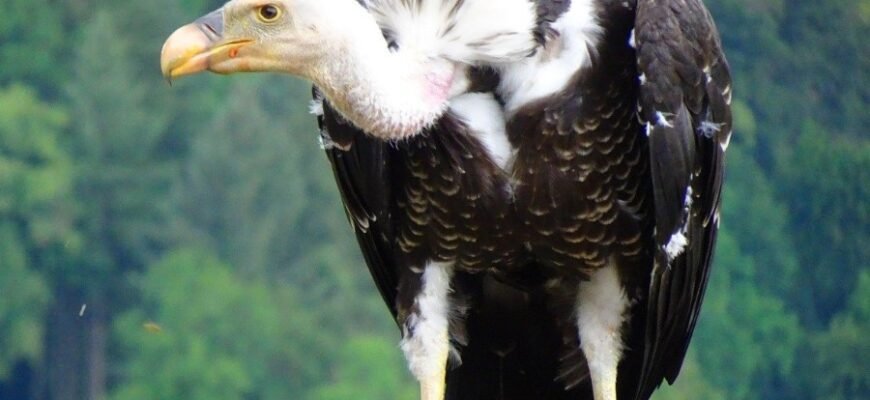 Що таке гриф: визначення