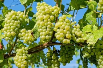 Що таке гроно: визначення