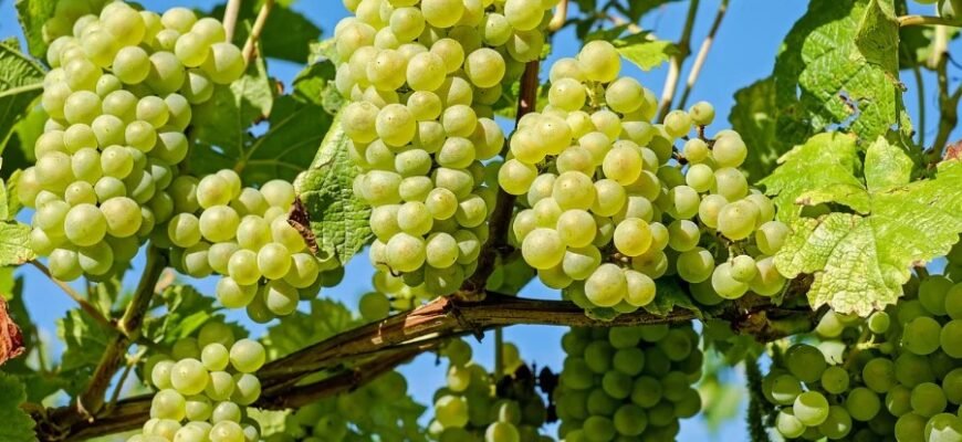 Що таке гроно: визначення