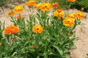 Календула: Корисні властивості