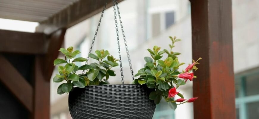 Що таке кашпо: Вибір декоративних горщиків для домашніх рослин