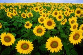 Що таке культурні рослини: визначення