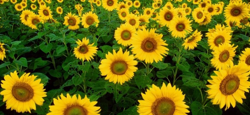 Що таке культурні рослини: визначення