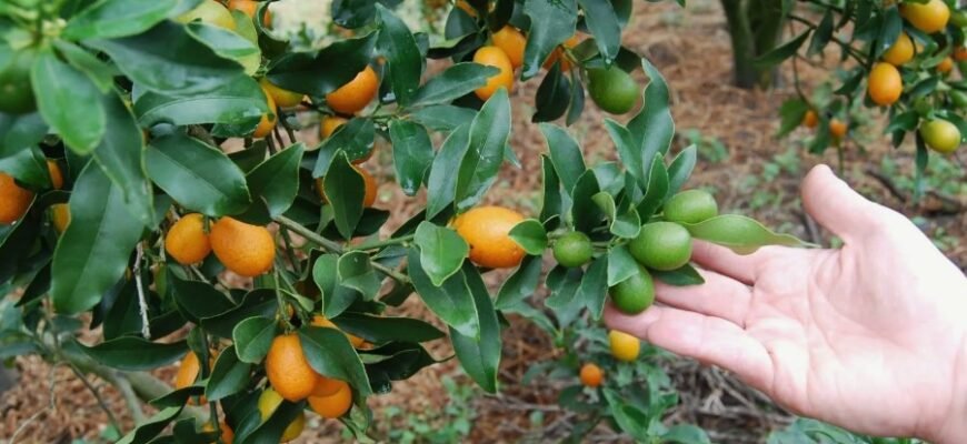 Що таке кумкват: корисні властивості та способи вживання фрукта