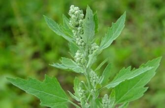 Що таке лобода: корисні властивості та використання в кулінарії