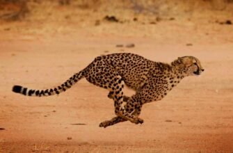 Локомоція тварин: як істоти переміщуються у природному середовищі