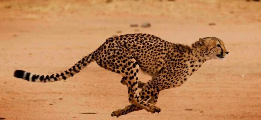 Локомоція тварин: як істоти переміщуються у природному середовищі