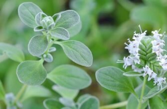 Майоран: Властивості