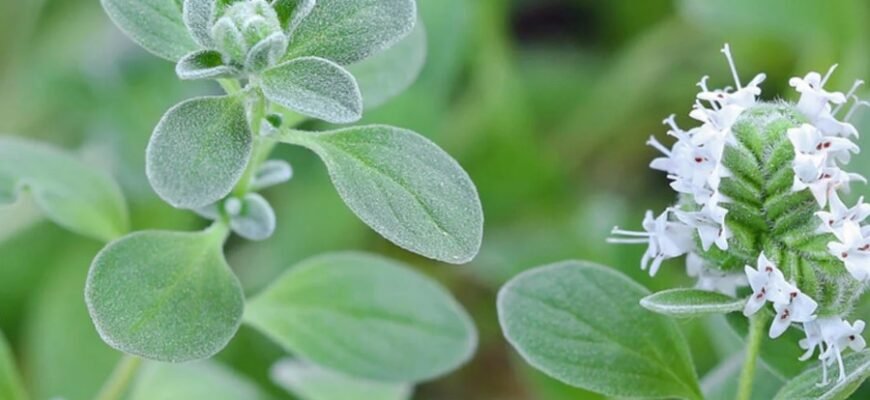 Майоран: Властивості