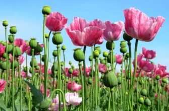 Що таке маківка: повний огляд значення та використання в кулінарії