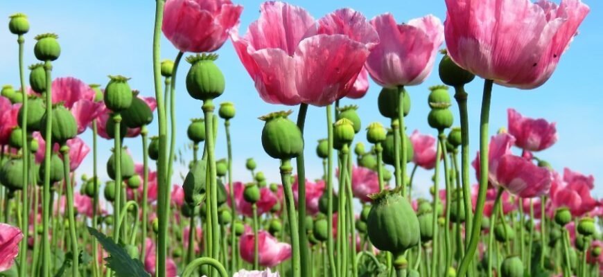 Що таке маківка: повний огляд значення та використання в кулінарії