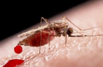 Що таке малярія: симптоми