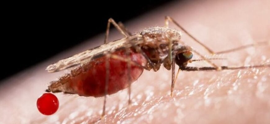 Що таке малярія: симптоми