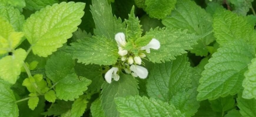 Відкрийте для себе мелісу: властивості