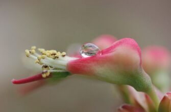 Нектар: Природний Скарб Рослин і Його Вплив на Екосистему