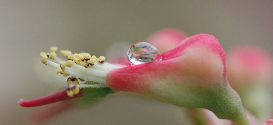 Нектар: Природний Скарб Рослин і Його Вплив на Екосистему