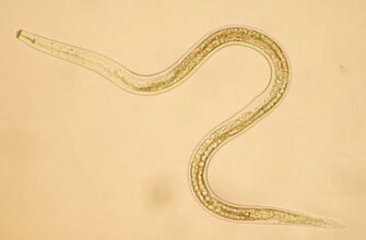 Нематоди: сутність