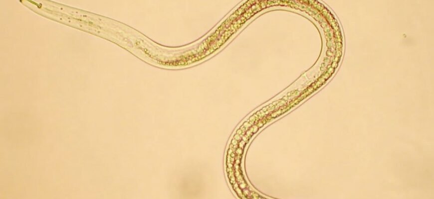 Нематоди: сутність