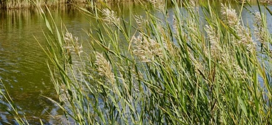 Очерет: Визначення