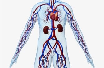 Що таке система органів: детальний огляд та функції в організмі