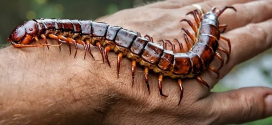 Що таке сколопендра: особливості