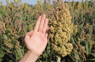 Сорго: Особливості