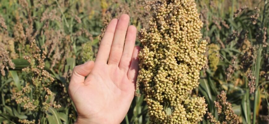 Сорго: Особливості