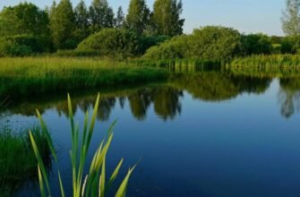 Що таке ставок: визначення