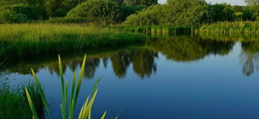 Що таке ставок: визначення