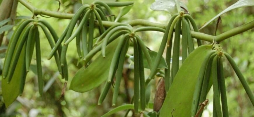 Що таке ваніль: Використання