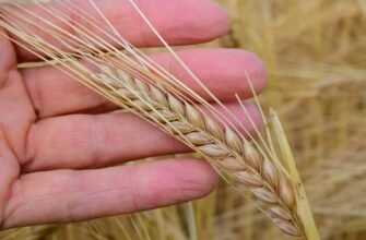 Ячмінь: все про причини
