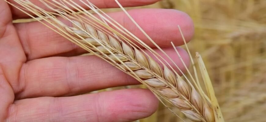 Ячмінь: все про причини