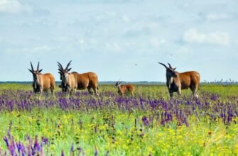Безпечні природні оази: Розкриття сутності та значення заповідників