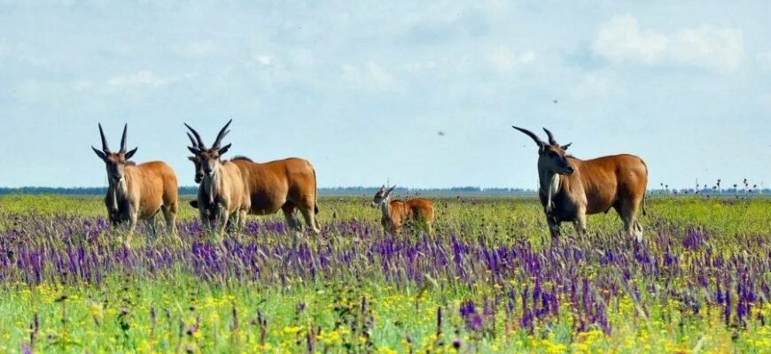 Безпечні природні оази: Розкриття сутності та значення заповідників